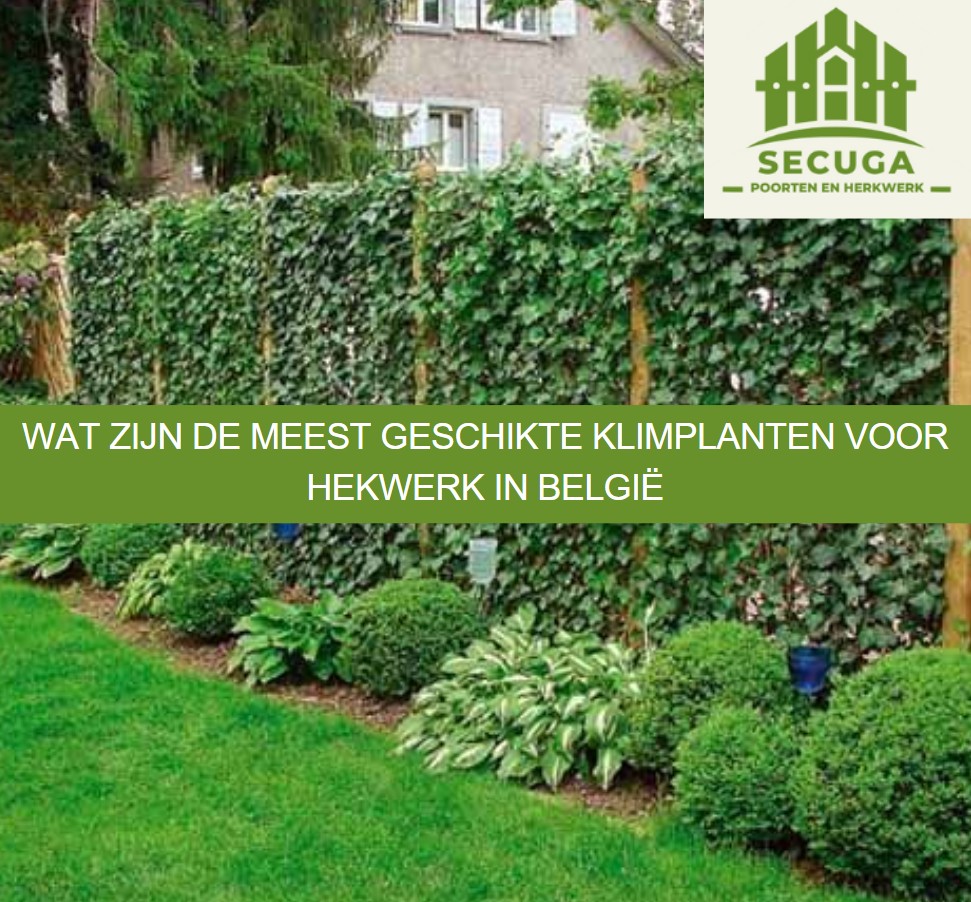 Wat zijn de meest geschikte klimplanten voor hekwerk in België
